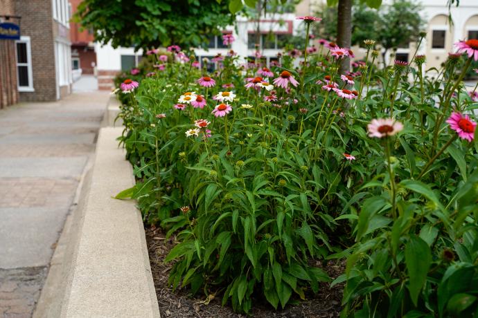 Pollinator walk