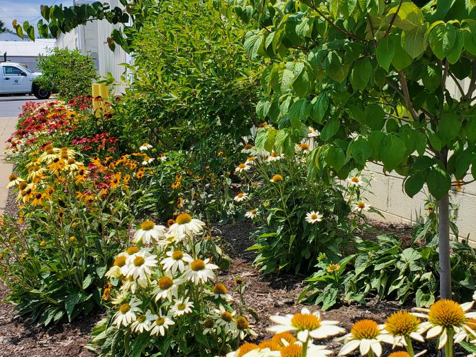 Pollinator garden at Public Works building