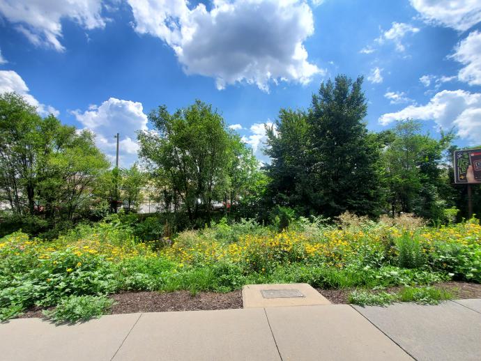 Image of pollinator meadow at Billboard sight on Noll Drive from the summer of 2020