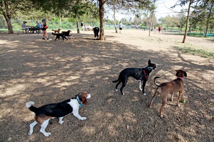 Smithland Dog Park with Dogs